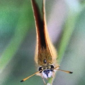 Meet your Posher, Daisy